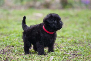 Adorable Affenpinscher: Unleash the Charm of this Playful and Lively Dog Breed!