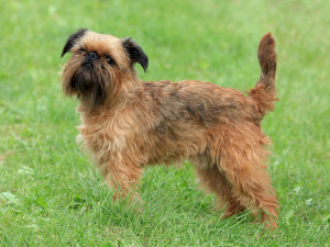 Small in size, big in personality! The Brussels Griffon is a charming and affectionate companion. Find reputable Brussels Griffon breeders and learn more about this delightful breed on our website.