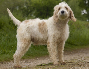 Meet the charming Briquet Griffon Vendeen – a breed known for its friendly nature, elegant appearance, and exceptional hunting abilities. Find a reputable breeder and bring home a loyal companion today!