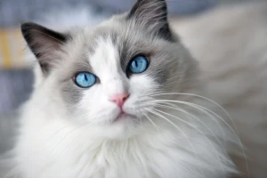 Experience the Royal Treatment with a Ragdoll - a true lap cat with a gentle disposition and beautiful markings. Find your new feline companion from our list of reputable Ragdoll breeders.