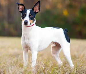 Small in size, big in personality! Meet the Rat Terrier - the perfect furry companion for those seeking an energetic, affectionate and loyal friend. Check out our list of Rat Terrier breeders to find your new best friend today!