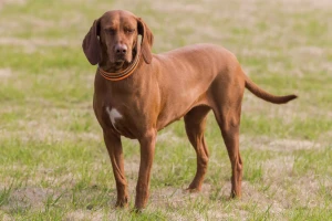 Meet the Redbone Coonhound - A loyal and friendly companion for your adventures! Our list of reputable breeders can help you find your perfect Redbone Coonhound pup. With their stunning red coat and playful personality, they make the perfect addition to any home.
