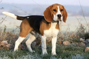 Introducing the beloved Beagle - a small hound dog with a big personality! Discover the history, traits, and care needs of this friendly and affectionate breed, and find reputable breeders near you on our website.