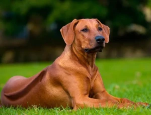 Meet the regal Rhodesian Ridgeback - a loyal and athletic breed! This majestic Rhodesian Ridgeback embodies the breed's strong and athletic nature, with its muscular build and distinct ridge of hair along its back. Learn more about this intelligent and loyal breed and find reputable Rhodesian Ridgeback breeders on our website.