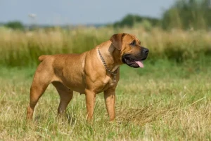 Meet the Mighty Boerboel - Explore their impressive size and protective instincts, and find reputable breeders to bring home this loyal and fearless dog!