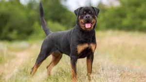 Loyal, confident, and powerful, the Rottweiler is a beloved breed for those who appreciate strength and devotion in their canine companions. Find a reputable Rottweiler breeder and learn more about this impressive breed on our website.