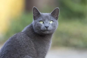 Meet the Elegant and Enchanting Russian Blue Cat! Discover their Graceful Demeanor and Loyal Personality Today. Find Reputable Russian Blue Breeders Near You!