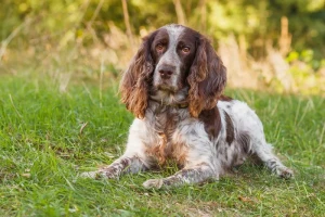 Looking for a loyal and energetic hunting dog? The Russian Spaniel may be the perfect match for you! Browse our list of breeders to find your new furry friend.