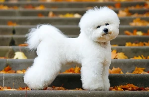 Meet the Adorable Bichon Frise - Explore their charming personality and find reputable breeders to bring home this playful and affectionate companion!