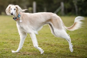 Graceful and swift, the Saluki is a breed steeped in ancient history. Discover more about this elegant dog and find reputable Saluki breeders near you on our website.