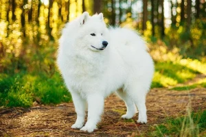 Meet the Samoyed, the fluffy bundle of joy that loves nothing more than being your loyal companion. With their friendly temperament and love for people, Samoyeds make great family pets. Find your perfect match with our list of reputable Samoyed breeders.