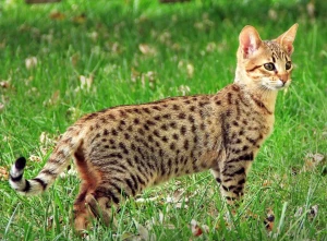 Introducing the majestic Savannah cat, known for their strikingly wild appearance and affectionate personality. Check out our list of reputable breeders to find your own beautiful and exotic feline companion!