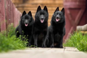 Small dog, big personality! Meet the Schipperke - a lively and curious breed that's sure to keep you entertained. Visit our website to learn more about this mischievous little dog and find reputable Schipperke breeders near you.