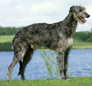 Looking for a loyal and affectionate companion? The Scottish Deerhound might be the breed for you! Check out our list of reputable breeders and start your search for your new best friend today.