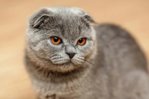 Get ready to fall in love with the charming and unique Scottish Fold! These adorable cats are known for their distinctively folded ears and friendly personalities. Find your new furry companion from our list of reputable Scottish Fold breeders.