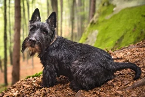 Meet the Scottish Terrier, a loyal and courageous breed with a distinctive look and personality. Learn more about this wonderful dog and find reputable Scottish Terrier breeders near you.