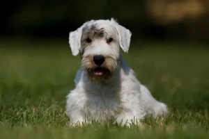 Meet the Sealyham Terrier - a spunky, playful and affectionate breed that is sure to steal your heart! Our Sealyham Terrier breeders are dedicated to producing happy and healthy puppies that will make wonderful family companions.