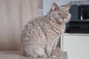 Meet the charmingly curly Selkirk Rex! This feline breed boasts an affectionate personality and unique curly coat, making them a perfect addition to any loving home. Browse our list of reputable Selkirk Rex breeders and find your new furry friend today!