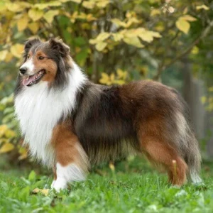 Experience the Loyal Companion: The Shetland Sheepdog - Check out our list of reputable breeders who can provide you with the perfect Sheltie to add to your family. These intelligent and affectionate dogs are eager to please and make wonderful pets for families of all kinds.