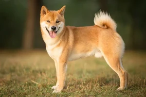 Meet the Shiba Inu: a spirited and loyal companion. With their fox-like appearance and independent personality, these dogs have captured the hearts of many. Browse our list of reputable Shiba Inu breeders and find your perfect match today!