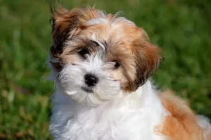 Meet the adorable Shichon! This cuddly and friendly companion is a cross between a Shih Tzu and a Bichon Frise, known for their hypoallergenic coat and lovable personality. Check out our list of reputable Shichon breeders and find your new best friend today!