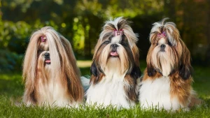 Adorable Shih Tzu Alert! Discover everything you need to know about this charming breed and find the perfect companion from our list of trusted Shih Tzu breeders.
