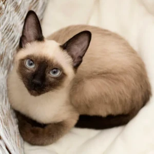 Meet the Siamese - Elegant and graceful, Siamese cats are known for their striking blue eyes and sleek, slender bodies; along with their intelligence and affection. Looking for a Siamese cat to add to your family? Find your perfect Siamese kitten with our comprehensive breeder list! Our directory features only reputable breeders who are committed to producing healthy, well-socialized kittens. Browse our listings to find your new feline companion today.