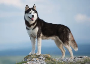 Meet the stunning Siberian Husky, a loyal and affectionate breed that's perfect for an active family! Browse our list of reputable breeders to find your own fluffy companion today.