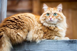 Meet the majestic Siberian cat, known for their long and fluffy coat and affectionate personality. If you're interested in adding a Siberian to your family, check out our list of reputable breeders to find your perfect match!