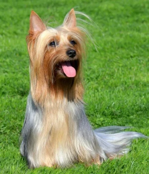 Introducing the charming and spirited Silky Terrier! This breed may be small, but they have a big personality and make great companions. Looking for a Silky Terrier to add to your family? Check out our list of reputable breeders to find the perfect match!