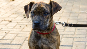The Catahoula Bulldog is a unique and athletic breed with a strong work ethic. Find reputable Catahoula Bulldog breeders on our website and discover if this loyal and protective dog is the right fit for you!
