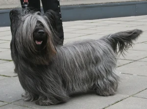 Meet the charming Skye Terrier! Known for their loyalty and unique appearance, Skye Terriers make great companions. Check out our list of Skye Terrier breeders to find your new furry friend."