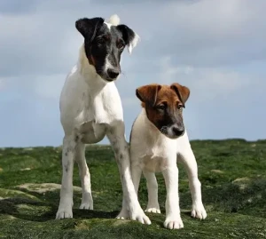 A charming and lively companion, the Smooth Fox Terrier will steal your heart with their playful antics and loyalty. Find your perfect furry friend by browsing our list of reputable Smooth Fox Terrier breeders today.