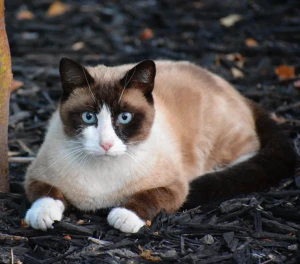 Cuteness and personality in one package! Meet the Snowshoe, a breed known for its unique markings and friendly temperament. Find a Snowshoe kitten to call your own from our list of reputable breeders.