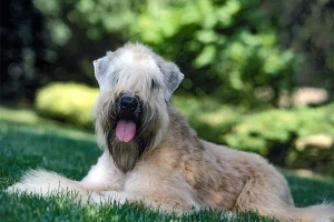 Meet the Soft Coated Wheaten Terrier, a lovable and energetic breed that will steal your heart! Discover everything you need to know about this wonderful companion and find a reputable breeder from our extensive list. Start your journey to welcoming a Wheaten Terrier into your home today!