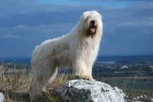 Meet the majestic South Russian Ovcharka - a true protector and loyal companion! Our website provides valuable information on this remarkable breed and a comprehensive list of reputable South Russian Ovcharka breeders. Get ready to add a devoted four-legged friend to your family!