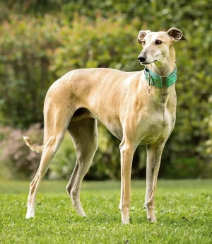 Admire the sleek and elegant Spanish Greyhound, also known as the Galgo Español. Find a reputable breeder of this breed on our website to welcome one of these magnificent hounds into your home!