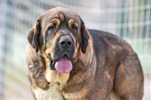 Meet the majestic Spanish Mastiff - a breed that is fiercely loyal and protective of its family. Our website provides information on this amazing breed and a list of reputable Spanish Mastiff breeders. Check out our listings to find your loyal guardian and companion today!