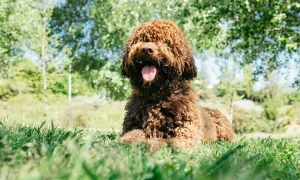 Meet the versatile and energetic Spanish Water Dog! Our website provides you with all the information you need about this lovable breed and a list of reputable breeders to find your perfect companion. Start your search today!