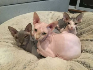 Meet the hairless wonder, the Sphynx! With their velvety skin and striking features, Sphynx cats are truly unique. Looking to add one of these amazing cats to your family? Check out our list of reputable Sphynx breeders to find your perfect match.
