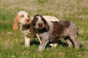 Discover the charm of the Spinone Italiano! With their endearing expression and gentle nature, these versatile hunting dogs are a joy to be around. If you're searching for a reputable Spinone Italiano breeder to bring home a loving companion, explore our list of trusted breeders who specialize in this wonderful breed.