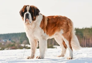 A gentle giant! Meet the Saint Bernard, a loyal and affectionate companion. If you're looking for a dog that's great with kids and other pets, then you might want to consider adding a Saint Bernard to your family. Check out our list of reputable breeders to find your new furry friend.