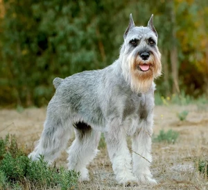 Meet the Standard Schnauzer, a versatile and intelligent breed known for their loyalty and trainability. Looking for a reputable breeder to add a Standard Schnauzer to your family? Our breeder list features some of the best and most ethical breeders in the country, all committed to producing healthy, well-socialized puppies that will make wonderful companions.