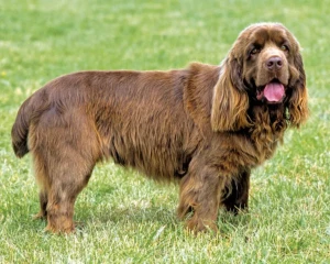 Discover the charm and grace of the Sussex Spaniel. With their distinctive golden liver coat and soulful eyes, these gentle and affectionate dogs make delightful companions. Looking for a responsible Sussex Spaniel breeder? Our comprehensive list features reputable breeders dedicated to preserving the breed's health, temperament, and conformation. Find your perfect Sussex Spaniel companion today!
