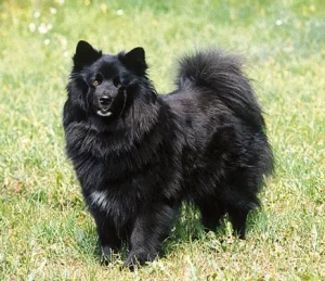 Experience the captivating beauty of the Swedish Lapphund. Known for their striking appearance and friendly nature, these intelligent dogs are true gems. Whether you're seeking a loyal family pet or an adventurous companion, the Swedish Lapphund will steal your heart. Explore our comprehensive list of reputable Swedish Lapphund breeders who are dedicated to upholding the breed's standard and promoting healthy, well-socialized puppies. Start your journey to finding your perfect Swedish Lapphund today!
