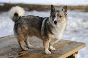 Meet the charming and courageous Swedish Vallhund! Discover everything you need to know about this unique breed on our website, and find reputable Swedish Vallhund breeders in your area. Get ready to add a loyal and loving companion to your family!