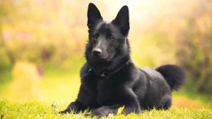 Discover the Majesty of the Black Norwegian Elkhound - Learn about their independent spirit and find responsible breeders to bring home this energetic and fearless dog!