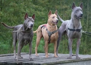 Discover the beauty and loyalty of the Thai Ridgeback with our expert breeders. Adopt a faithful companion for life from our list of Thai Ridgeback breeders today!
