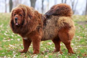 Meet the majestic Tibetan Mastiff, one of the world's most ancient breeds. With their thick, fluffy coats and impressive size, these dogs are truly a sight to behold. At our breeder's list, we provide information and a selection of reputable Tibetan Mastiff breeders. If you're looking for a loyal, protective companion, consider adding a Tibetan Mastiff to your family.