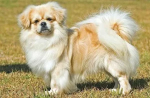 Introducing the delightful Tibetan Spaniel, a small breed with a big heart. These affectionate and intelligent dogs are known for their friendly nature and playful personality. Our website offers valuable information and a comprehensive list of reputable Tibetan Spaniel breeders. Whether you're searching for a loving family companion or a loyal show dog, explore our breeders' directory to find the perfect match for your home.